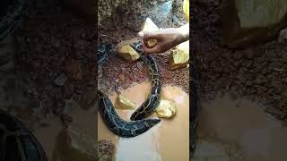 finding gold nuggets mining for diamonds gold mining videos treasure found [upl. by Luba]