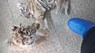 Playful Baby Tigers Fun 🤩 [upl. by Ybhsa494]