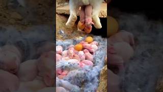 Rabbit Growth  Watch Rabbit Baby Grow from 1 to 23 Days shorts [upl. by Nibaj]