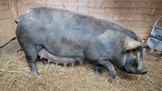 Gilts First Farrowing  Signs amp Behaviors Before Labor  How Did Our 1st Time Momma Do [upl. by Longtin55]