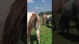 Stallion went for a walk in a herd of mares । Beautiful Horses [upl. by Ahsenat986]