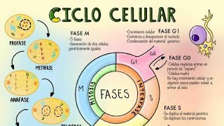 Explicacion del Ciclo Celular los Cromosomas y la Mitosis [upl. by Thomajan]