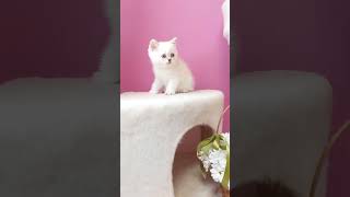 Питомник Алмазик ВКонтакте котята для вас cat kitten cuteanimal котик britishkittenslife [upl. by Gauldin]