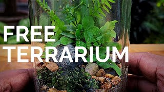 How to make a Terrarium for free  Build a terrarium without spending any money [upl. by Neenaj]