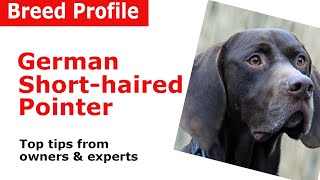 German Shorthaired Pointer Breed Guide [upl. by Genaro]