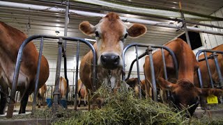 Cows enjoy a break from the rain and mud [upl. by Lundt113]