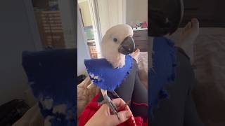 My parrot is upset cockatoo parrot bird funny adoptdontshop [upl. by Yreva]