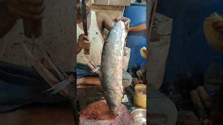 Amazing Huge Marine Rita Catfish Cutting Live  shorts fish fishing food [upl. by Ahtekahs]