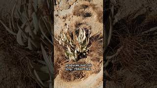 The Namibs Bizarre Welwitschia Plant [upl. by Salta295]