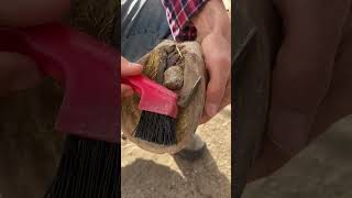 Huge Rock stuck in Horses foot [upl. by Hgielra]