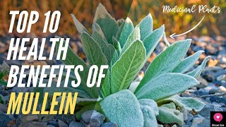 Top 10 Health Benefits of Mullein  A Great Medicinal Plant with Amazing Health Benefits [upl. by Giffer]