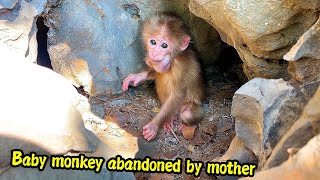 The poor baby monkey was afraid of being abandoned by its mother on the mountain starving for milk [upl. by Sivert]