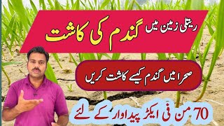 Wheat crop production technology for sandy areas  How to grow wheat in desert  Abid Ali Agrarian [upl. by Ahterahs]