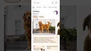 Googlede köpek Parkside var laaaan 🫨🫨 [upl. by Ojimmas]