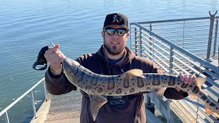 Shark Fishing Sf Bay [upl. by Daraj]