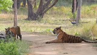 Mathani Gate Tipeshwar Wild Life Sanctuary  Avni safar [upl. by Holt112]