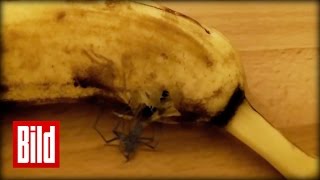 Spinne ist voll Banane  Horror aus Südamerika  Schale  Horrofilm  Spider [upl. by Nodlew]