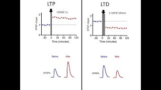 LTP vs LTD [upl. by Aikemahs]