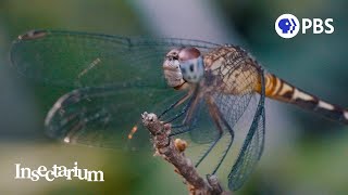 What Makes Dragonflies So Extraordinary [upl. by Chap]