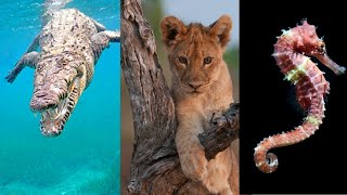 Animales ovíparos vivíparos y ovovivíparos Explicación y EJEMPLOS🐊🦁🦈 [upl. by Adnaral90]