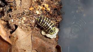 Armadillidium maculatum quotYellowquot Morph Showcase [upl. by Nanine]