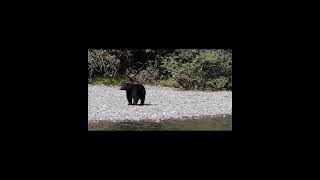 Black BearRiver Bank wildlife bear nature [upl. by Nnaeirrac]