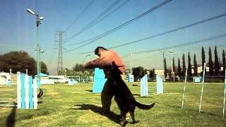 K9 TOP TRAINING CRIA FORMACION Y VENTA DE PERROS CACHORROS Y ADULTOS ENTRENADOS [upl. by Nogas]