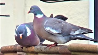 Territorial Wood Pigeon on the Attack  Balcony Bird Table [upl. by Weitman]