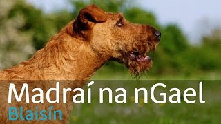 Madraí na nGael EP5 brocaire Éireannach  Dé Máirt 1312 800pm  TG4 [upl. by Edda]