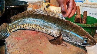 Amazing Snakehead Murrel Fish Cutting Skills Live in Fish Market  Fish Cutting Skills [upl. by Colp5]