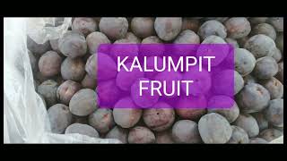 KALUMPIT FRUITkalumpitfruitSANIEShine [upl. by Sterner]