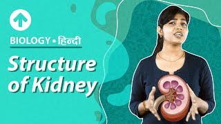 Structure of Kidney  Hindi  Excretory System  Biology  Class 10 [upl. by Aslam]