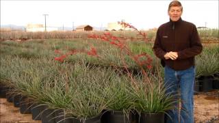 HESPERALOE PARVIFLORA RED YUCCA [upl. by Junno]