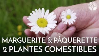 Marguerite et pâquerette deux plantes comestibles [upl. by Pronty682]