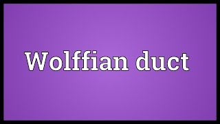 Wolffian duct Meaning [upl. by Yblek695]