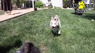 Playful Pomsky Puppies [upl. by Tamer]