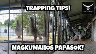 TIPS AT TECHNIQUE KUNG PAANO MABILIS NA MAPAPASOK ANG MGA KALAPATI SA LOFT [upl. by Velick]