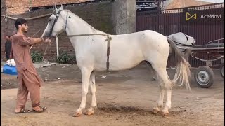 new video dubble body horse for sale hight 61 inch loction lahore farkhabad [upl. by Karleen]