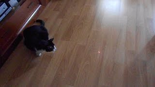 Cat vs Laser pointer [upl. by Lundt]