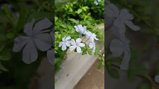 Plumbago auriculata The Jewel of the Garden shorts flowers [upl. by Ingeborg546]