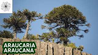 Todo sobre la Araucaria araucana [upl. by Airamahs]