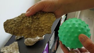 Michigan Fossils Stromatolites and Stromatoporoids what the heck are they [upl. by Ettezil917]