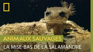 Lexpédition de la salamandre tachetée pour mettre bas [upl. by Ardnosac]