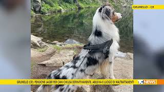 Grumello Cr pensione lager per cani chiusa definitivamente Abusiva e luogo di maltrattamenti [upl. by Lombardo981]