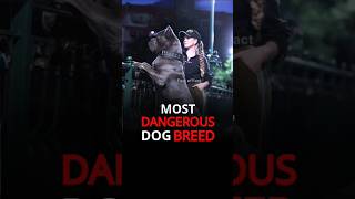 Most Dangerous Dog Breeds in the World  dog shorts dangerous factoffact [upl. by Ralli]