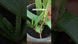 Aloevera plant baby plant separation [upl. by Esemaj]