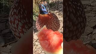 Handfeeding a Temmincks Trogopan [upl. by Atsahs256]