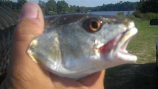 Dog River Fishing at Navco Park Redfish  Mobile AL [upl. by Bayer375]