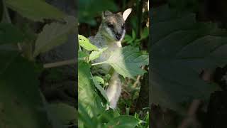 The Daintree Rainforest The World’s Oldest Tropical Rainforest [upl. by Santos191]