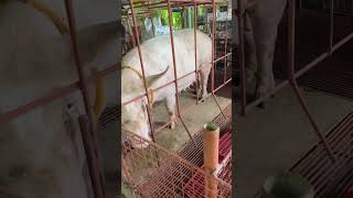 nailipat na sa farrowing pen next na manganganak animals pigfarming farming pig farmlife [upl. by Eellah828]